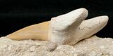 Otodus Shark Tooth Fossil In Matrix #18182-2